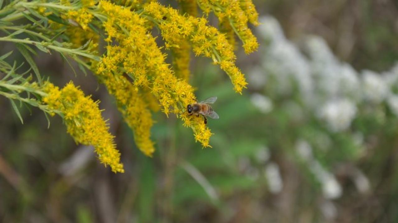 California native plants like goldenrod are important for attracting a variety of pollinators to our gardens. Bee on goldenrod