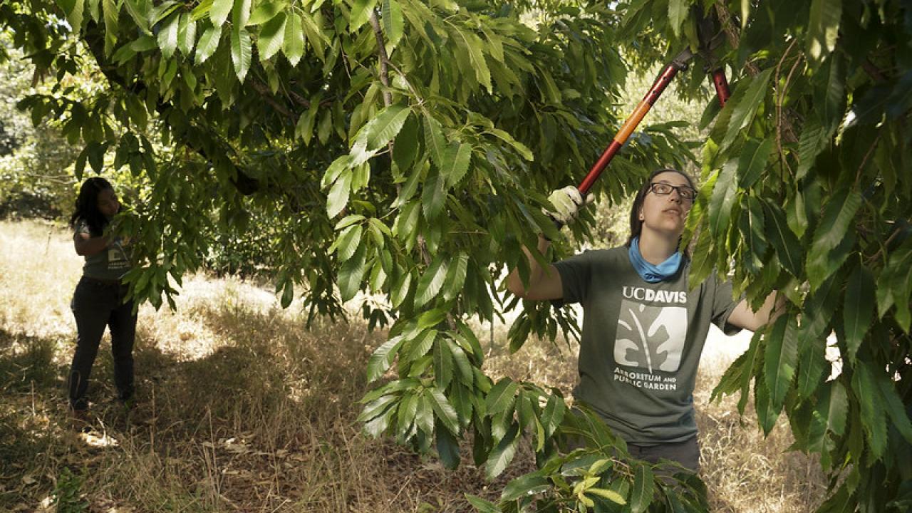 Iris Garcia '21 and Annika Peterson '21 will lead a team of fellow students to develop and implement a project to test, grow and establish a new generation of climate-ready trees on campus. Image of Iris Garcia and Annika Petersen, the new co-coordinators for the UC Davis Arboretum and Public Garden's Urban Tree Stewardship program.