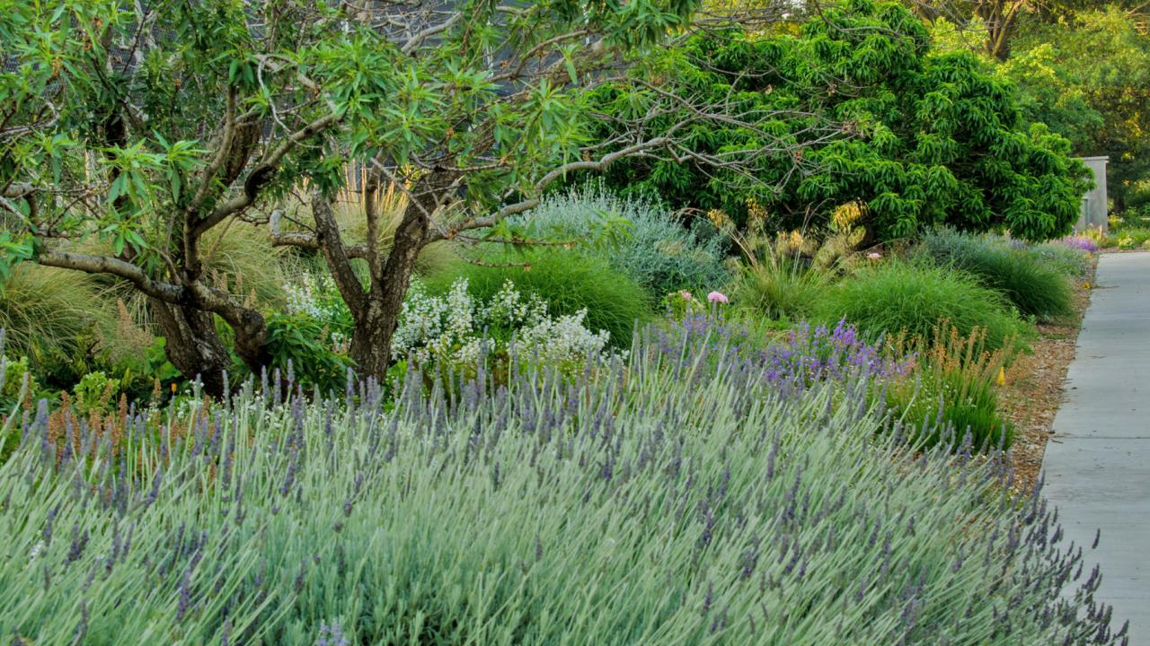 Image of sustainable gardening demo beds outside the UC Davis Arboretum Teaching Nursery.