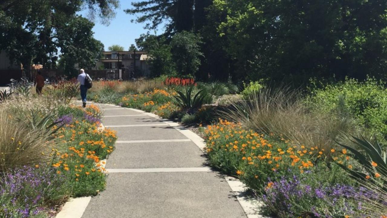 Just west of the Mrak Hall parking lot you can find a landscape of low-water, easy-care, regionally-appropriate plants that perform well given our soil, climate and water type. Plants west of Mrak Hall