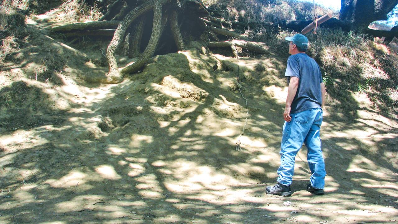 Andrew Fulks, director of the UC Davis Putah Creek Riparian Reserve, concerned about tree health and vandalism, assesses erosion damage caused by surge in visitors who add ropes, swings and ladders to trees on research land. (Photo/UC Davis) Image of Andrew Fulks, assistant director UC Davis Arboretum and Public Garden, concerned about tree health and vandalism, assesses erosion damage caused by surge in visitors who add ropes, swings and ladders to trees on research land.
