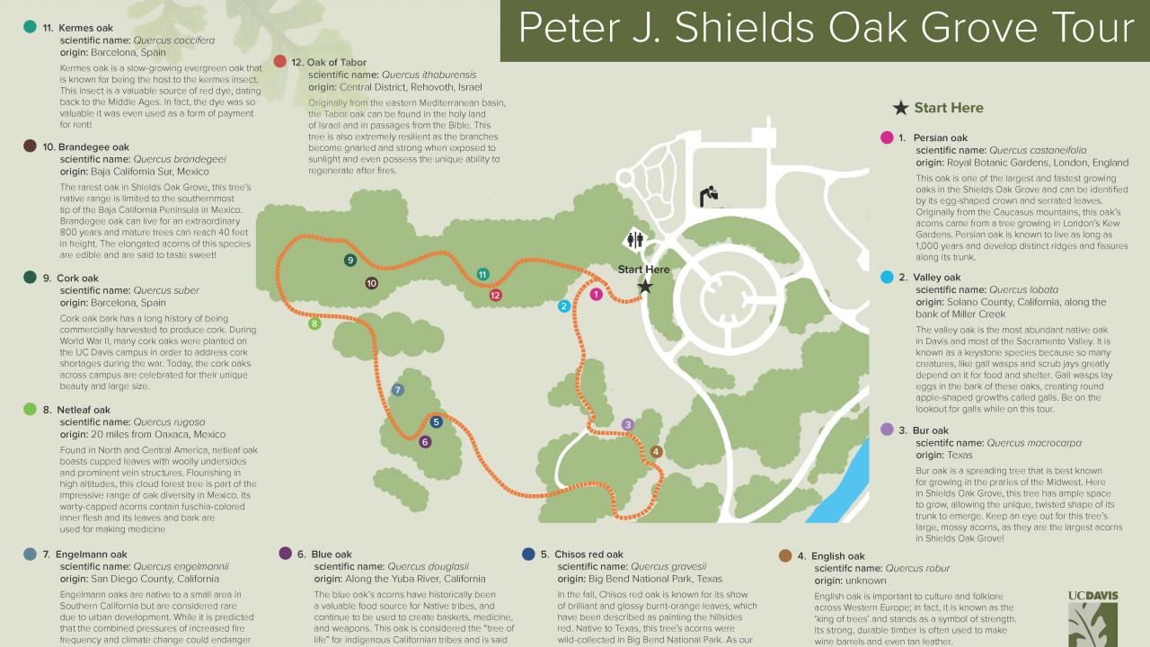 The self-guided walking tour developed by McAllister and Groff for the International Oak Society Conference. Image of self-guided tour brochure.