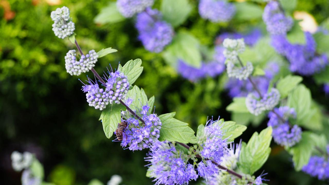 Caryopteris × clandonensis 'Blauer Splatz' PPAF Sapphire Surf™ Image of Caryopteris × clandonensis 'Blauer Splatz' PPAF Sapphire Surf™
