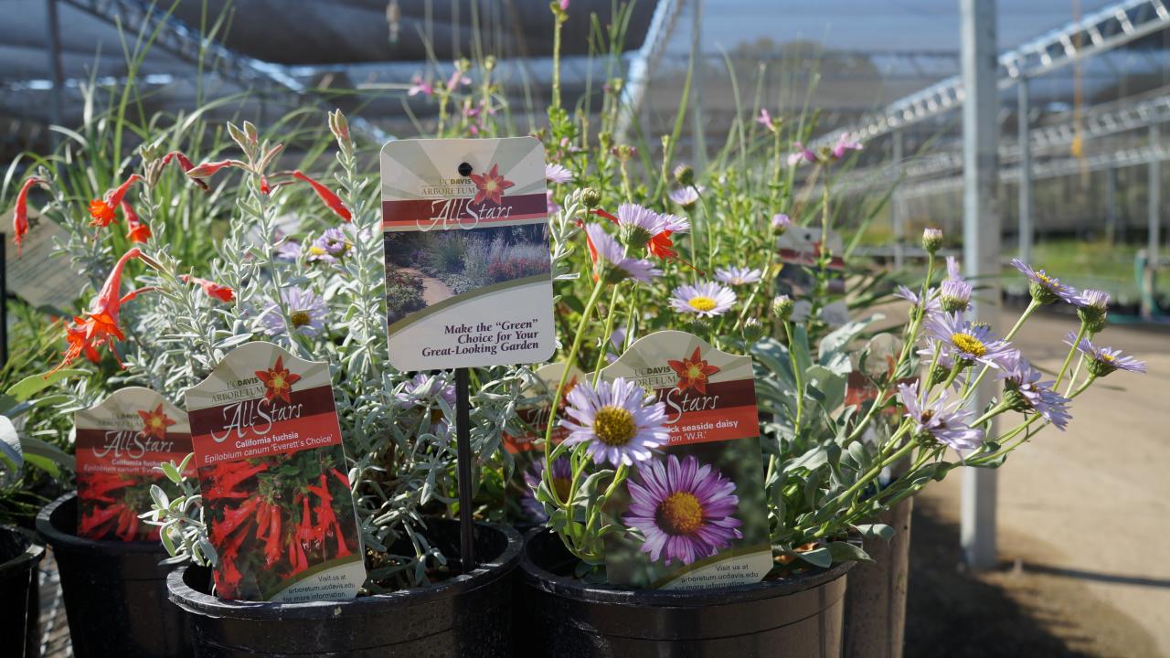 Image of Arboretum All-Stars at UC Davis Arboretum Teaching Nursery.
