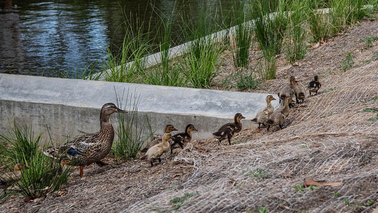 Post Phase One construction on the Arboretum Waterway, wildlife adapt and enjoy to their new surroundings. Here ducklings learn how to go around the weirs until they are large enough to swim over them. (Photo: Susie Nishio) Ducklings walk around the weirs
