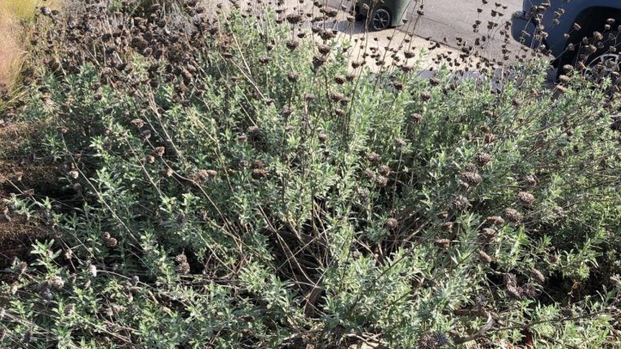 Photo of Salvia 'Pozo Blue' back in January 2020. Photo of Salvia 'Pozo Blue' back in January 2020.