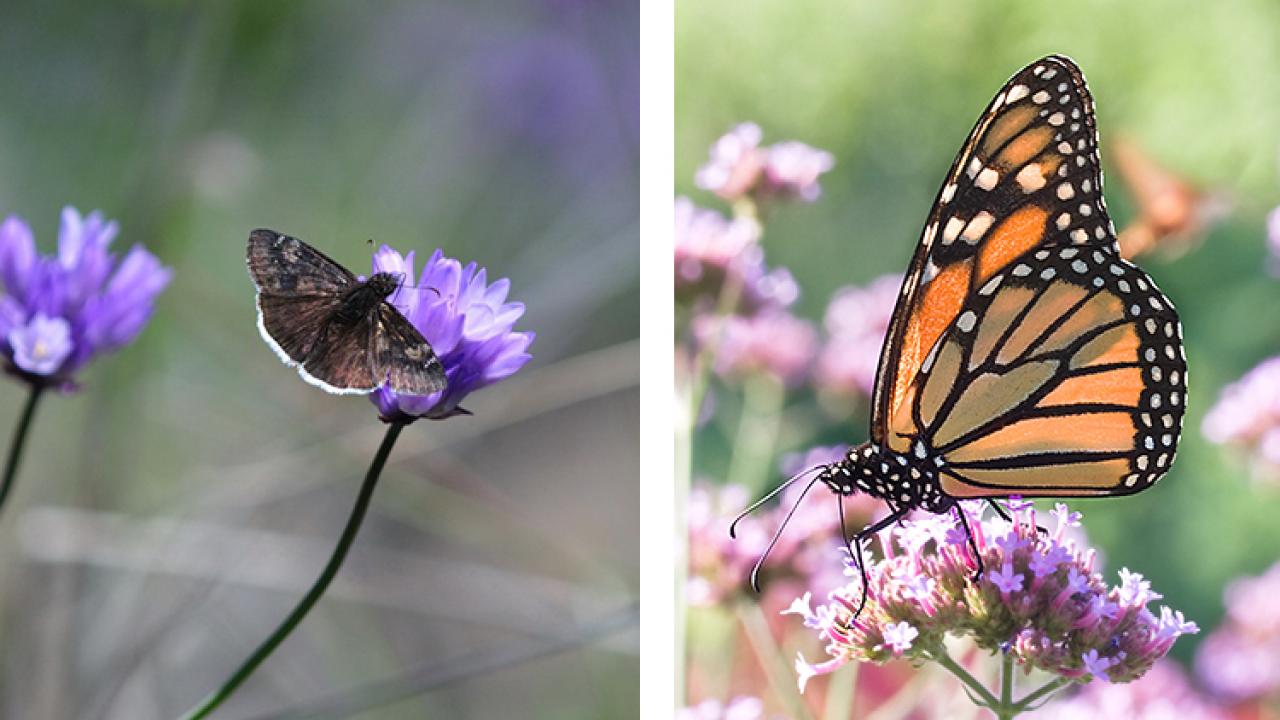 Butterfly and host plant