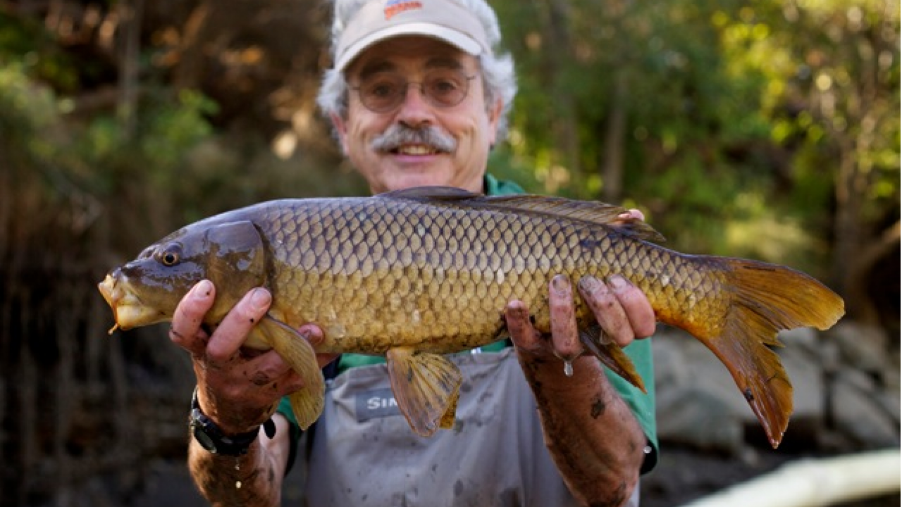Peter Moyle, associate director of the Center for Watershed Sciences, poses with a common carp. (Photo courtesy of Peter Moyle) Peter Moyle, associate director of the Center for Watershed Sciences, poses with a common carp.