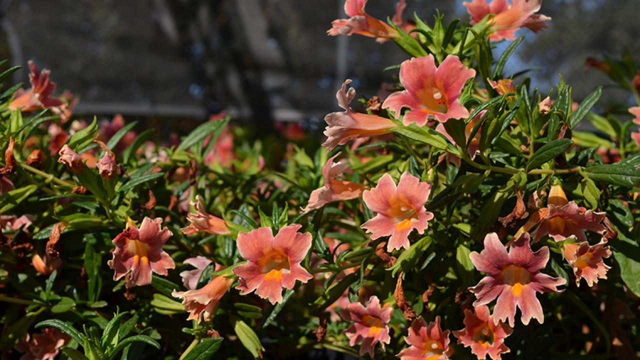 Monkey bush