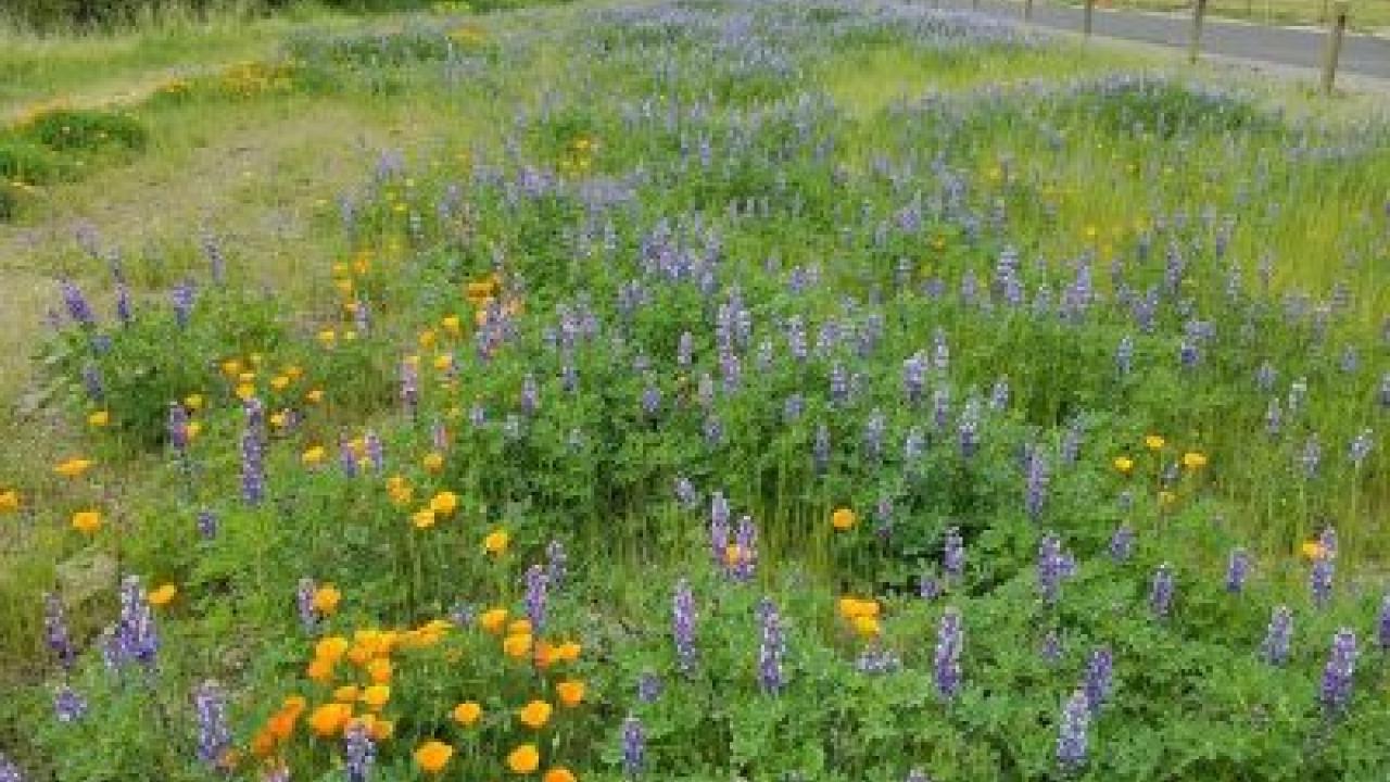 Native plant meadow and post and cable fencing, both created by the Arboretum and Public Garden’s Learning by Leading students. Image of native plant meadow and post and cable fencing