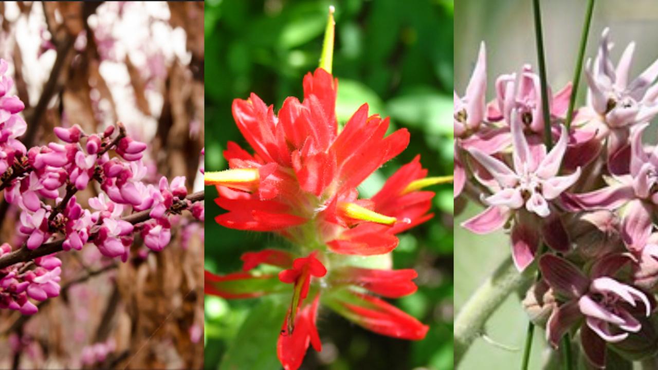 Left to right: redbud (Cercis occidentalis), paintbrush (Castilleja sp.), showy milkweed (Asclepias speciosa) California native flowers