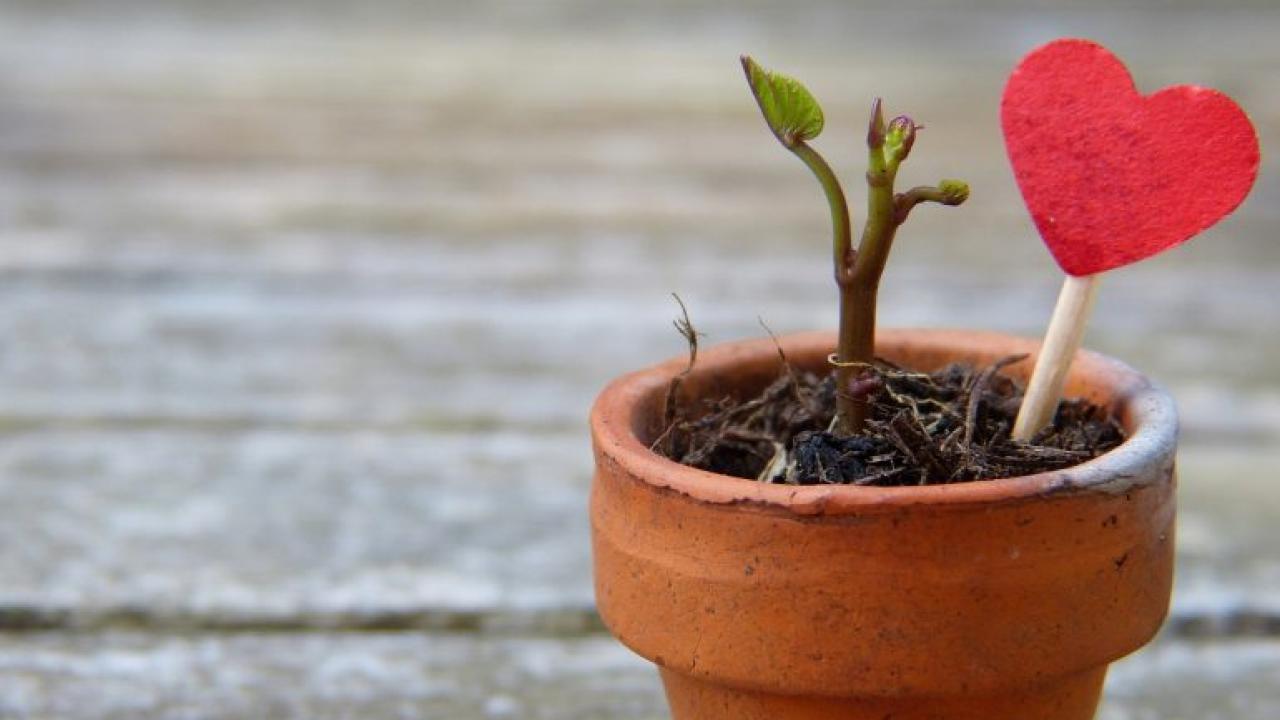 Planting Self-Love