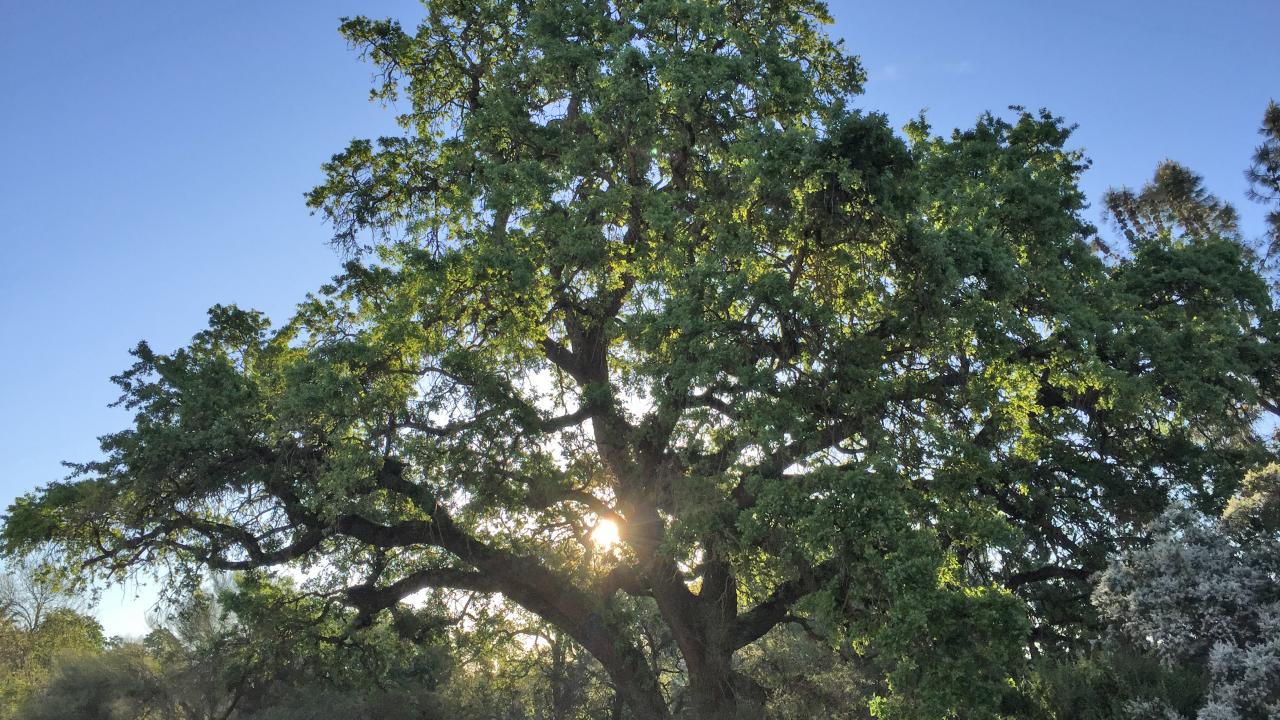 Image of Valley oak in the UC Davis Arboretum.