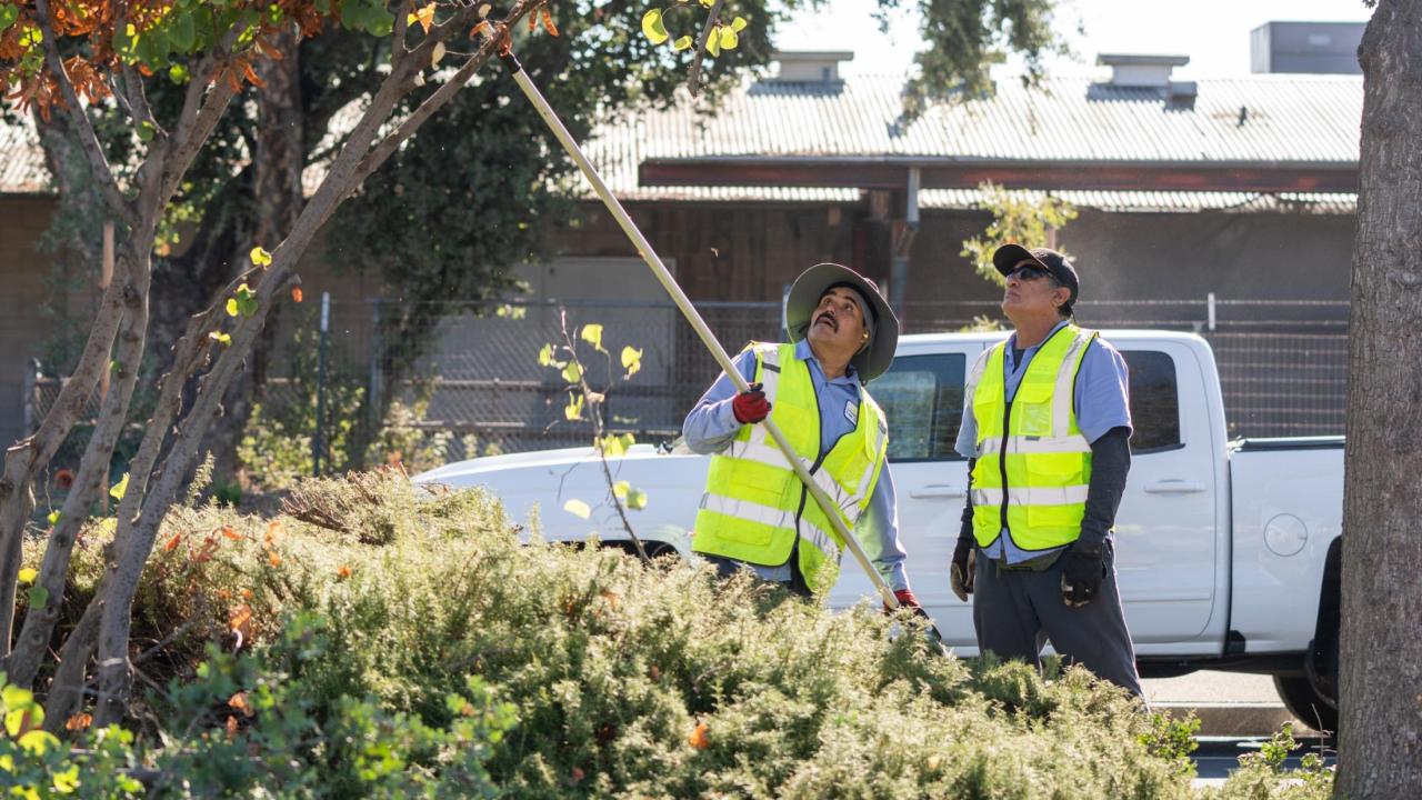 Two Grounds employees prune a tree