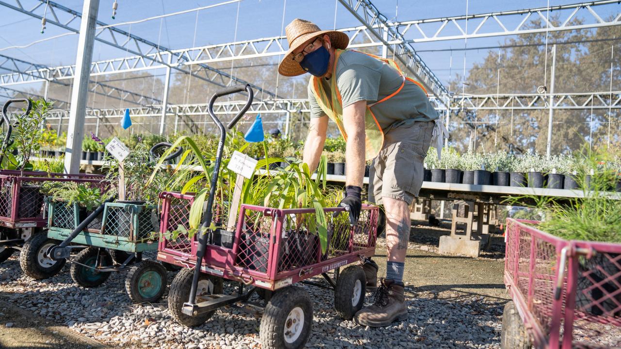 Image of Taylor Lewis, nursery manager, gets plants ready for customers at our contact-free, curbside pickup.