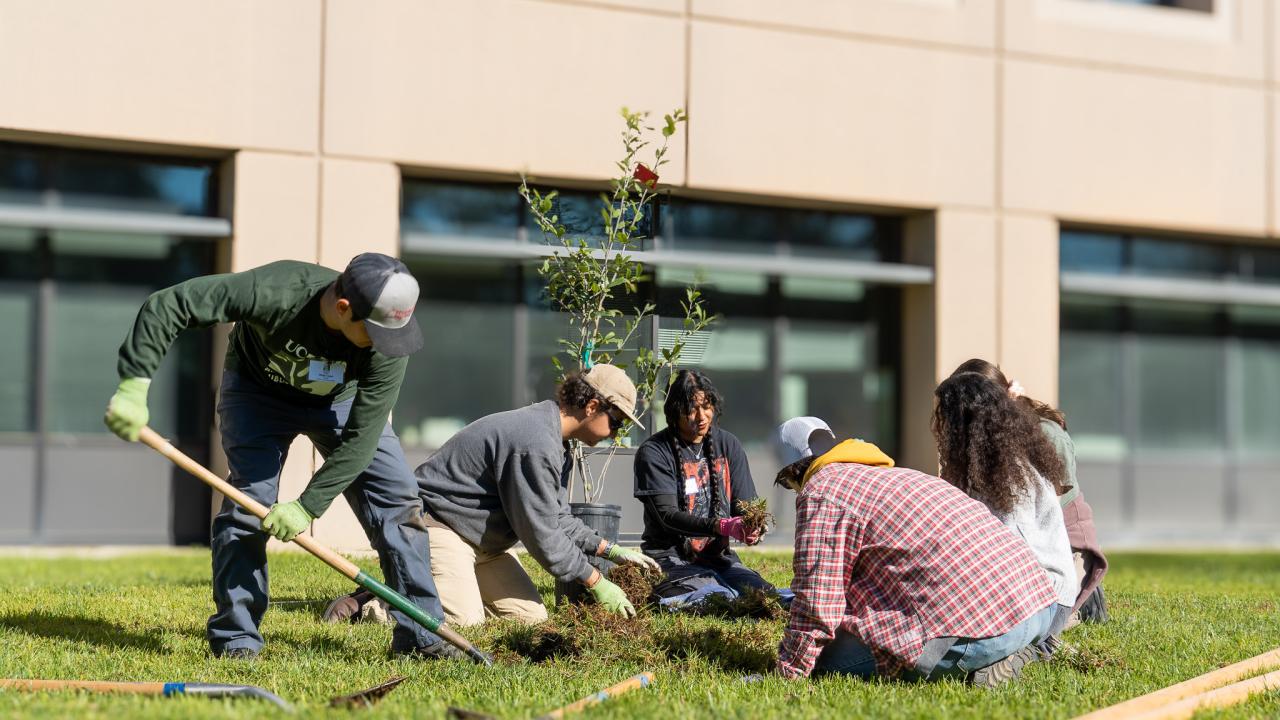 Image of a group of students planting a tree on the UC Davis campus.