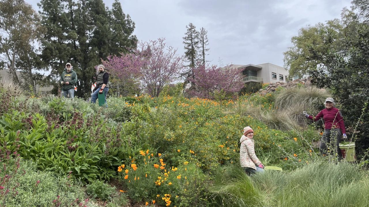 Volunteers working among California poppies and other plants in the UC Davis Arboretum and Public Garden