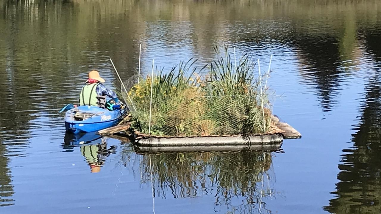 Image of Fernanda Arao monitoring a floating island in the UC Davis Arboretum Waterway.