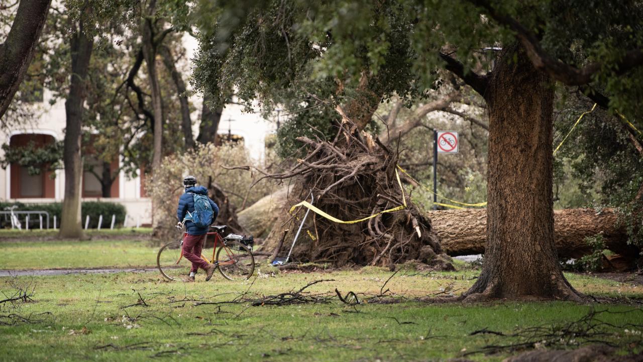 Biker near a fallen tree near Mrak Hall