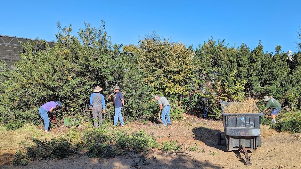 People clearing space in the Arboretum