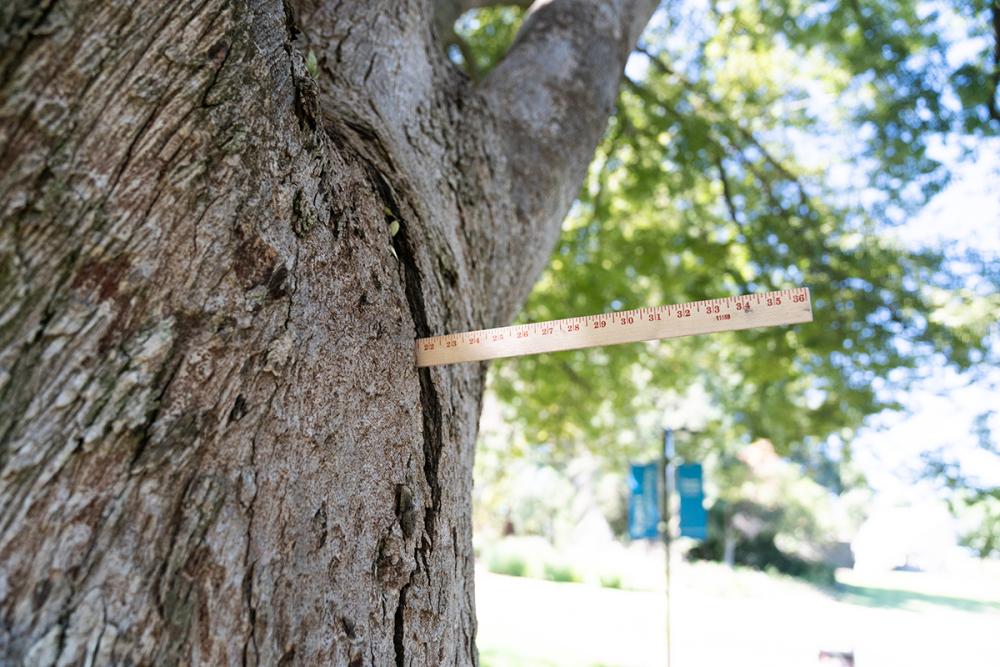 Image of a yardstick in the crack of a tree trunk showing the 22 inch deep fracture.