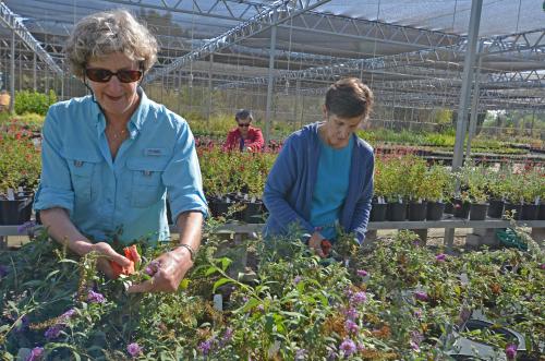 Image of two women tending to plants in the Arboretum Teaching Nursery.