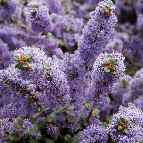 Ceanothus