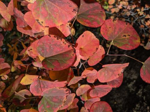 Western redbud