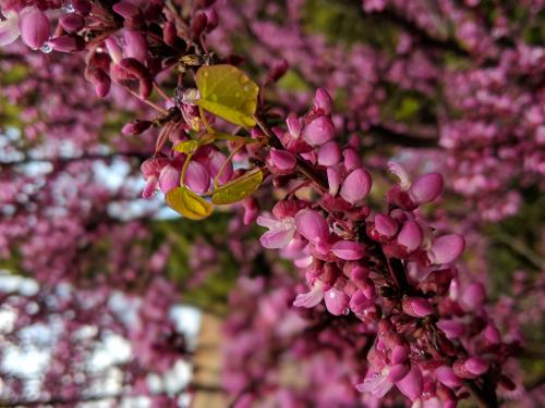 Western redbud
