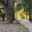 Image of the Peter J. Shields Oak Grove in the UC Davis Arboretum.