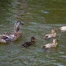 Image of female duck with brood in the UC Davis Arboretum Waterway.