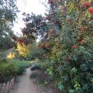 UC Davis Arboretum