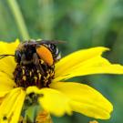 svastra on sunflower