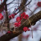 Japanese flowering apricot