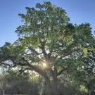 Image of valley oak in the UC Davis Arboretum.