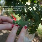 Gall on oak leaf