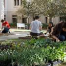 Learning by Leading interns working to maintain the Good Life Garden.