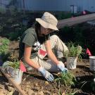 Student planting 