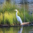 Great egret