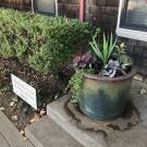 Image of container planting on the front step of the UC Davis Arboretum Headquaters.