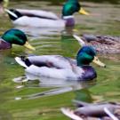 Image of a mallard duck in the UC Davis Arboretum. 