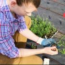 Person holds milkweed plant for planting in Butterfly Study Garden.