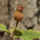 Western spicebush organ