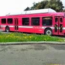 Unitrans Bus and wildflowers