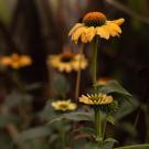 Yellow flower