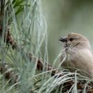 Winter Birds in Davis: Slide Show and Tour