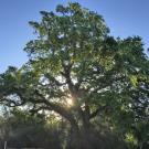 Image of Valley oak in the UC Davis Arboretum.