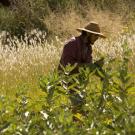 Image of landscape assistant working in a field of California native plants.