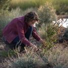 Person kneeling, looking at the roots of a plant in the Arboretum