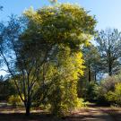 Blooming, sunlit acacias in the Arboretum and Public Garden's Acacia Grove